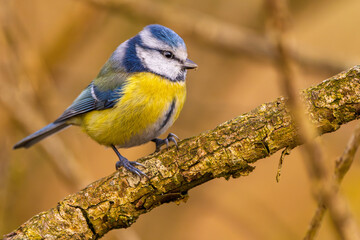 Fototapeta premium Blaumeise im warem Licht (blue tit) im Herbst, Winter auf einem Ast / Vogel
