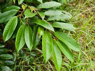 durian leaf (Durio zibethinus) in tropical nature borneo