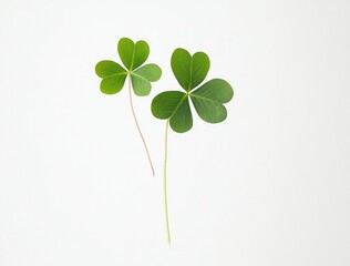 Two Green Clover Leaves on White Background: Minimalist Botanical Image