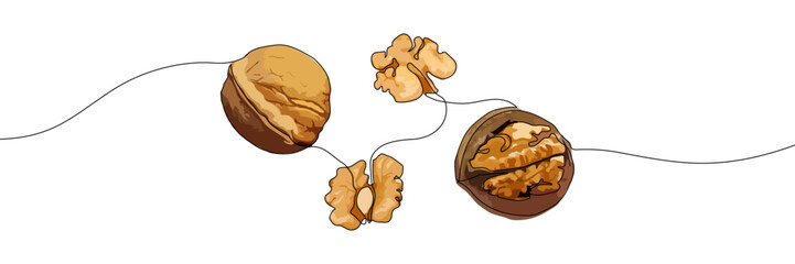 Hand-drawn walnuts and walnut kernels connected by a continuous line on a transparent background. Nut illustration for food and healthy eating concept
