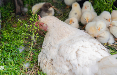 White hen resting comfortably in lush green grass, surrounded by her adorable chicks, creating a heartwarming scene of maternal care and vibrant new life on the farm