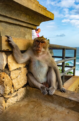 A monkey in Uluwatu Monkey Forest, Badung, Bali