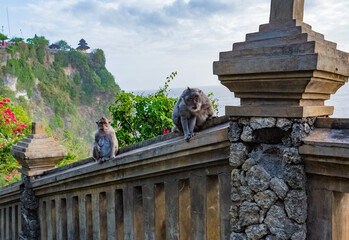Two monkeys in Uluwatu Monkey Forest, Badung, Bali