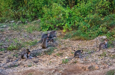 Few monkeys in Uluwatu Monkey Forest, Badung, Bali, Indonesia
