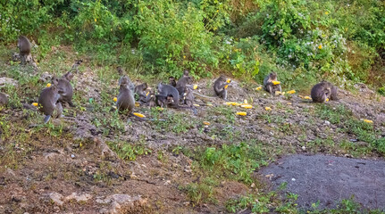 Few monkeys eating corns in Uluwatu Monkey Forest, Badung, Bali, Indonesia