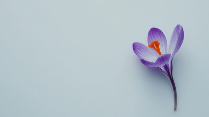 Fototapeta premium Purple crocus flower closeup