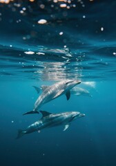 Fototapeta premium Playful dolphins swimming gracefully in crystal clear ocean waters