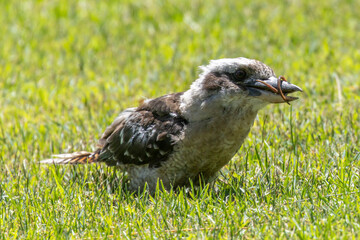 Laughing Kookaburra feeding on worm