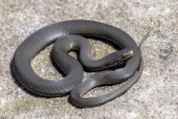Australian White-lipped Snake basking on sandstone rock