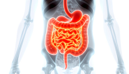 Digital x-ray of human intestine holographic scan projection 3D rendering , with white tonespng