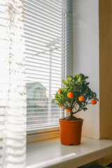 A potted citrus tree with bright orange fruits placed on a windowsill, illuminated by sunlight through white blinds, creating a warm and cozy indoor atmosphere