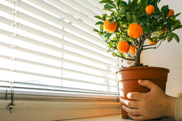 A close-up of a hand touching a ripe orange fruit on a small citrus tree with lush green leaves,...