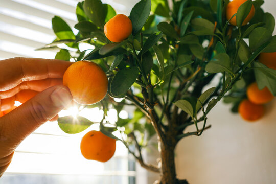 A close-up of a hand touching a ripe orange fruit on a small citrus tree with lush green leaves, illuminated by warm sunlight through a window, creating a fresh and natural indoor atmosphere