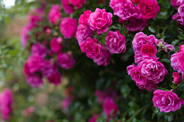Pink rose in full bloom with green leaves. Enchanting beauty of delicate pink roses in full bloom in summer
