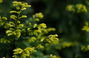 Obraz premium Yew with young bright leaves. European yew in garden as natural background