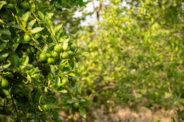 Farmer checking his lemon crop, Farmer Inspecting Lemon Trees, Checking Lemon Harvest, Lemon Farmer Examining Crop. High quality 4k footage