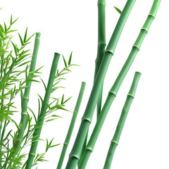 Obraz premium Bamboo