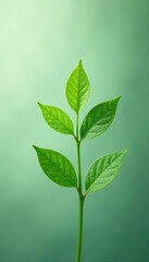 Fototapeta premium Single green sprig, delicate leaves, clean backdrop , nature, branch, growth