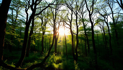 Obraz premium Beautiful forest panorama in spring with bright sun shining through the trees , with white tonespng