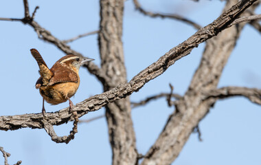 Carolina wren perched in a tree.