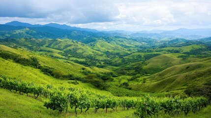 Fototapeta premium Lush Green Vineyards Nestled in Scenic Hills Under a Cloudy Sky
