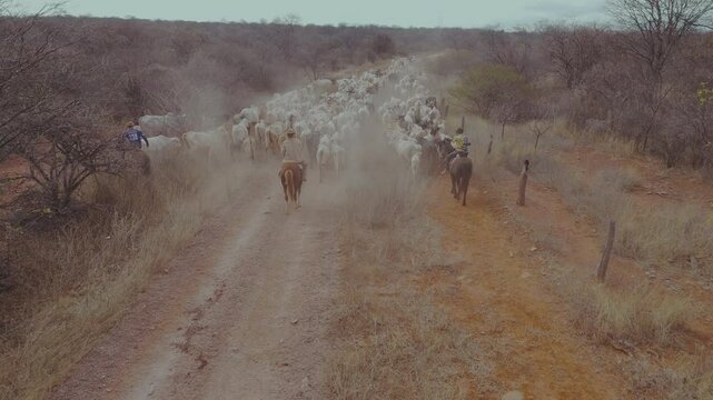Cowboys drive cattle with skill, guiding the herd on horseback and preserving an ancestral tradition.
