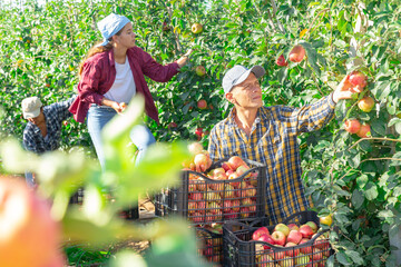 Team of positive farm workers gathering crop of organic apples at a orchard on summer day