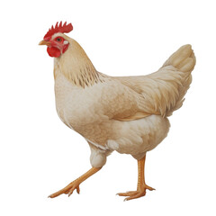 Fototapeta premium white chicken walking gracefully, showcasing its feathers and vibrant comb. This captures essence of farm life and beauty of poultry