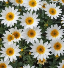 Obraz premium Close-up of L?wenzahn flowers with yellow centers, flora, bloom, field