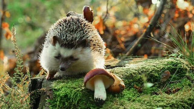 funny hedgehog with a mushroom on his back stands on a stump in an autumn mushroom forest. Mushroom season. Beautiful forest background with a hedgehog. 4k footage