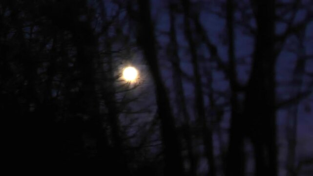 Moonlight night.Dark atmosphere. Round moon visible through black tree branches.Magic and sorcery mood. Danger and anxiety. Round yellow moon over black bushes against a dark blue sky.