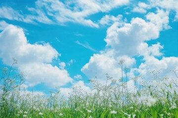 Vibrant blue sky with fluffy clouds above a field of bright white wildflowers in a sunny afternoon. Generative AI