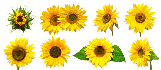 Fototapeta premium Collection sunflower flower evolution stages isolated on white background. Seeds and oil. Flat lay, top view