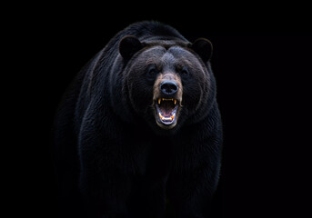 Fototapeta premium Grizzly's Roar: A Majestic Black Bear Dominates the Darkness