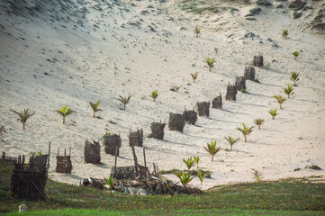 Sustainable palm tree reforestation in sandy dunes