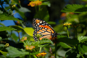 Monarch butterfly rests on a leaf surrounded by colorful vegetation