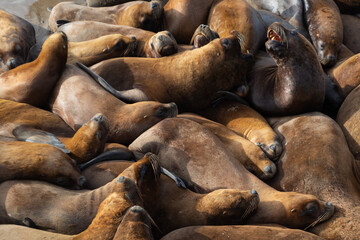 Marine landscape, sea lions colony, Mar del Plata in Buenos Aires, Argentina