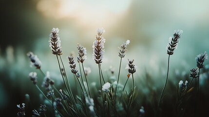 Obraz premium Lavender Plants Captured in Glowing Light Evoking Serenity and Relaxation in a Natural Garden : Generative AI