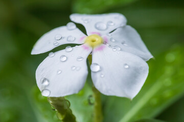 Madagascar periwinkle