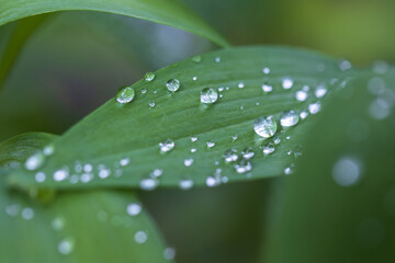 green leaves with rain drops