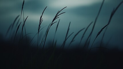 Obraz premium Serene Silhouette of Tall Grass Against a Moody Blue Sky at Dusk : Generative AI