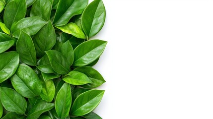 Lush Green Leaves Border on White Background