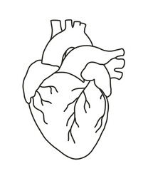 Illustration of the Human Heart in engraving technique with star rays. including labels for all the main structures. Hand drawn line art for tattoo, tee shirt and print design. Vector Illustration.