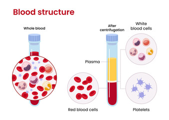 Vector diagram of blood composition. Educational illustration	