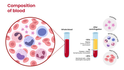 Vector diagram of blood composition. Educational illustration	