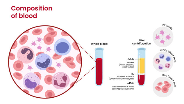 Vector diagram of blood composition. Educational illustration	