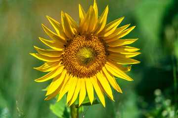 Stunning Summer Sunflowers and Honey Bees