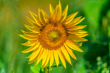 Obraz premium Stunning Summer Sunflowers and Honey Bees