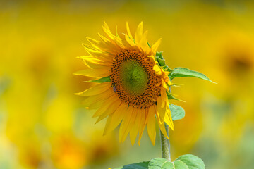 Stunning Summer Sunflowers and Honey Bees