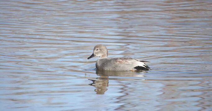 Gadwall Wading in the water